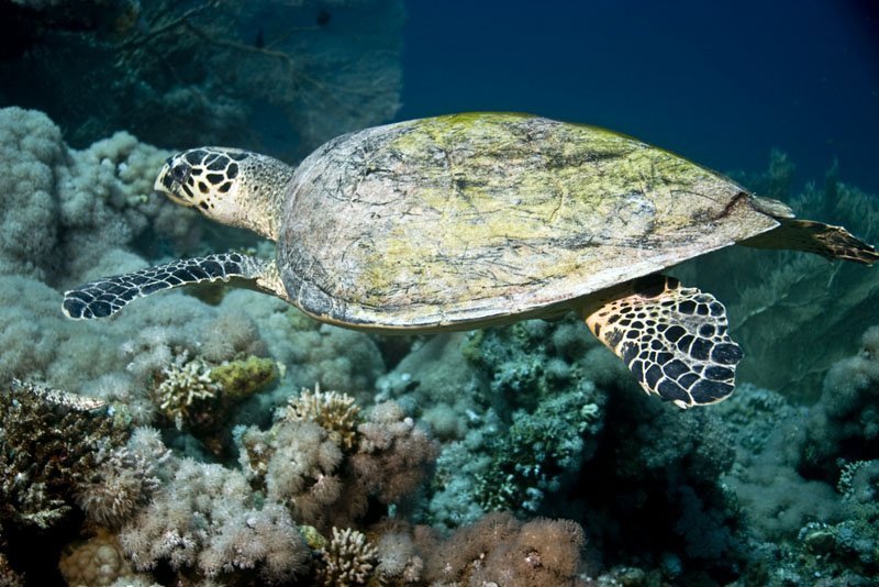 Sea Turtle