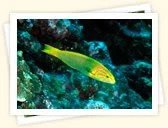 Wrasses