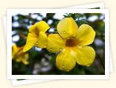 Allamanda (Allamanda cathartica)