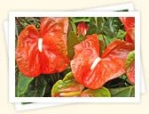 Anthurium (Anthurium, various names)