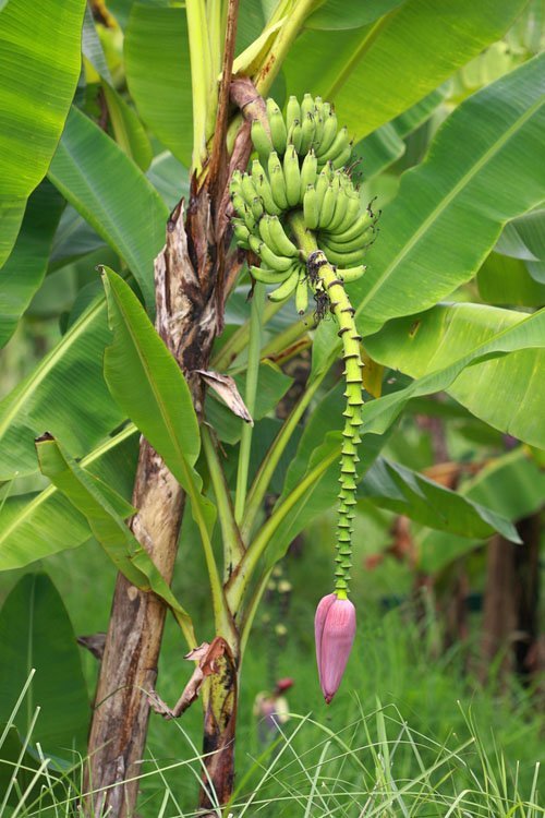 Banana Blossom