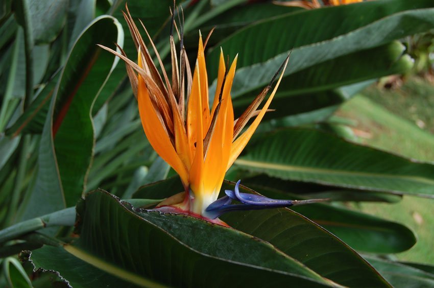 Bird of Paradise