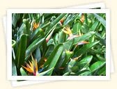 Bird of Paradise (Strelitzia reginae)