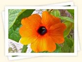 Black-Eyed Susan (Thunbergia alata)