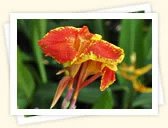 Canna (Canna indica)