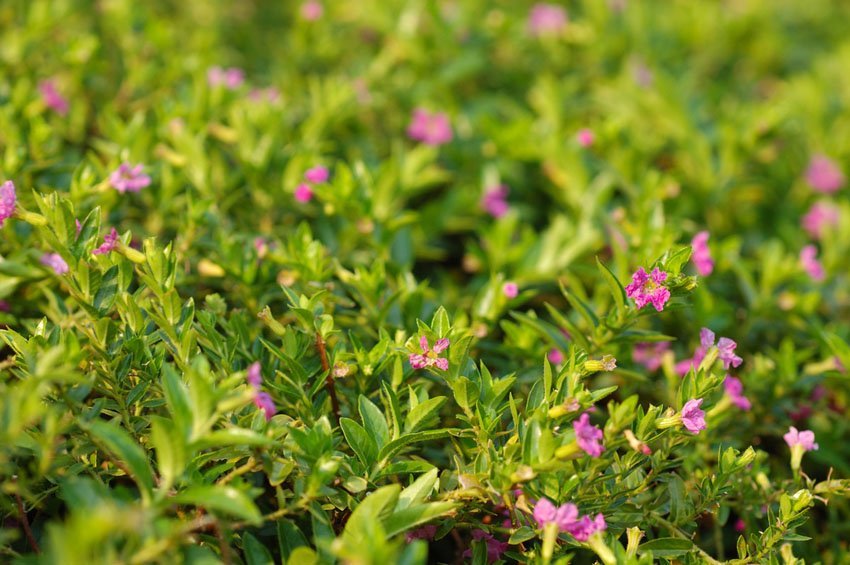 Cigar Flower