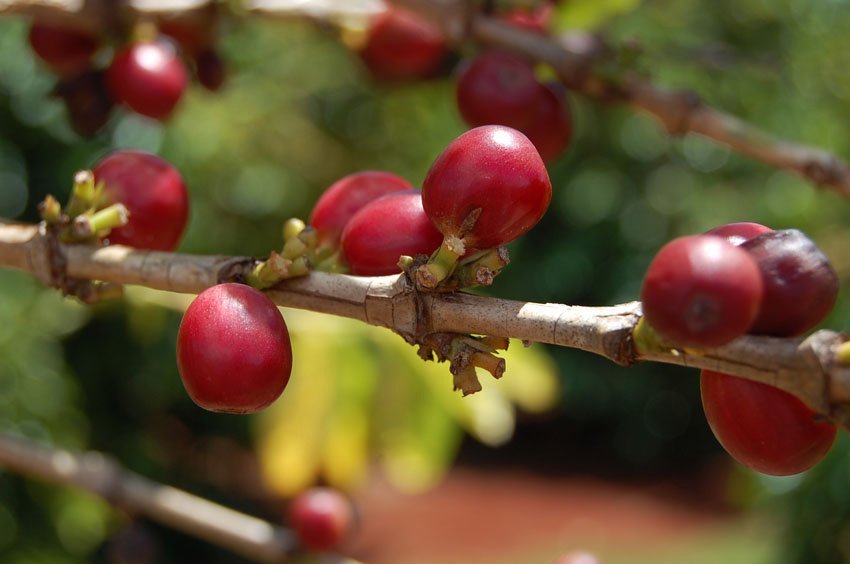 Coffee beans