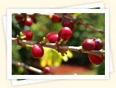 Coffee (Coffea arabica)