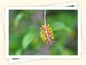 Coral Plant (Hibiscus schizopetalus)