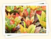 Croton (Codiaeum variegatum)