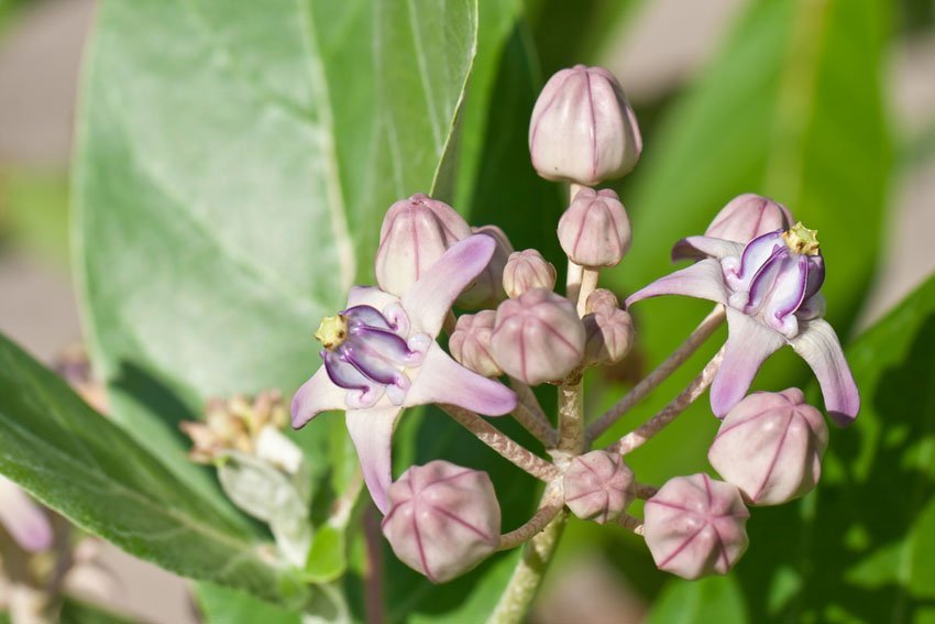 Crown Flower