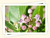 Crown Flower (Calotropis gigantea)