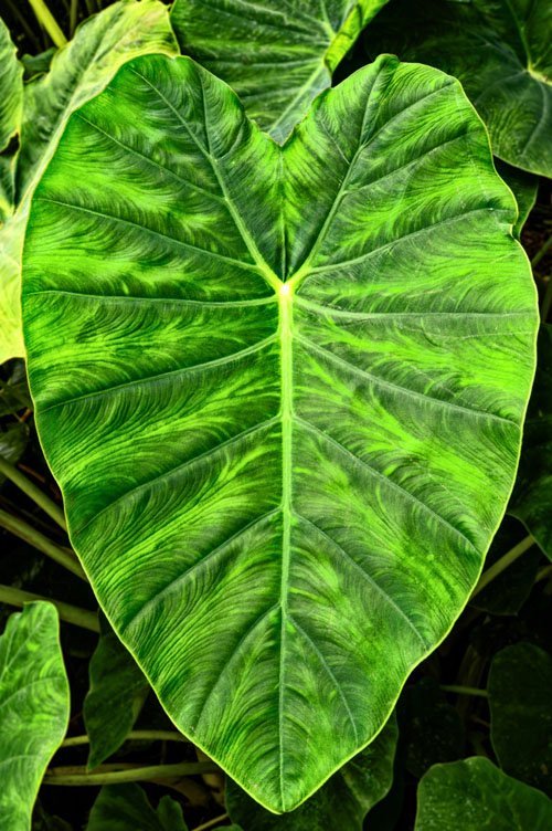 Elephants Ear