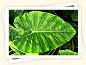 Elephant's Ear (Alocasia macrorrhiza)