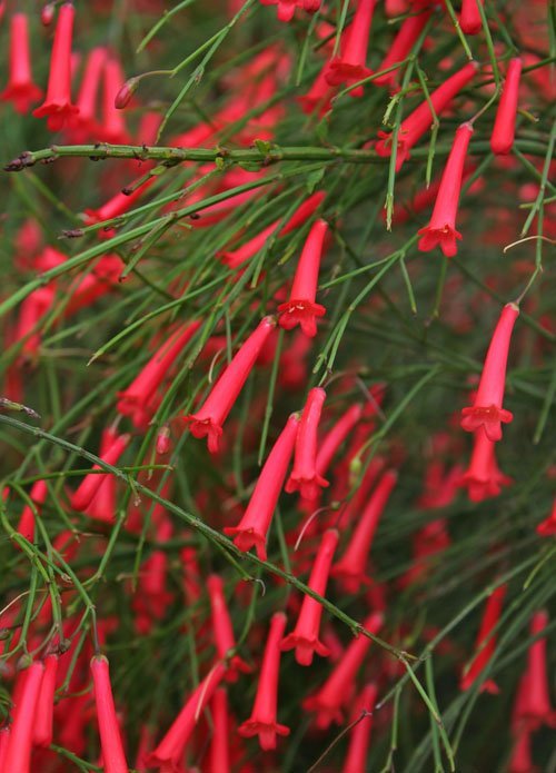 Firecracker Plant