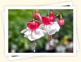 Fuchsia (Fuchsia magellanica)