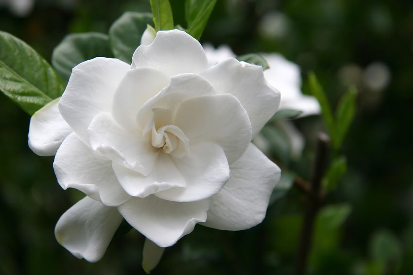 Gardenia