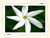 Gardenia (Gardenia jasminoides)