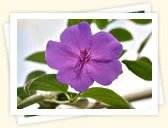 Glory Bush (Tibouchina urvilleana)