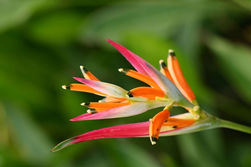 Heliconia