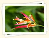 Heliconia