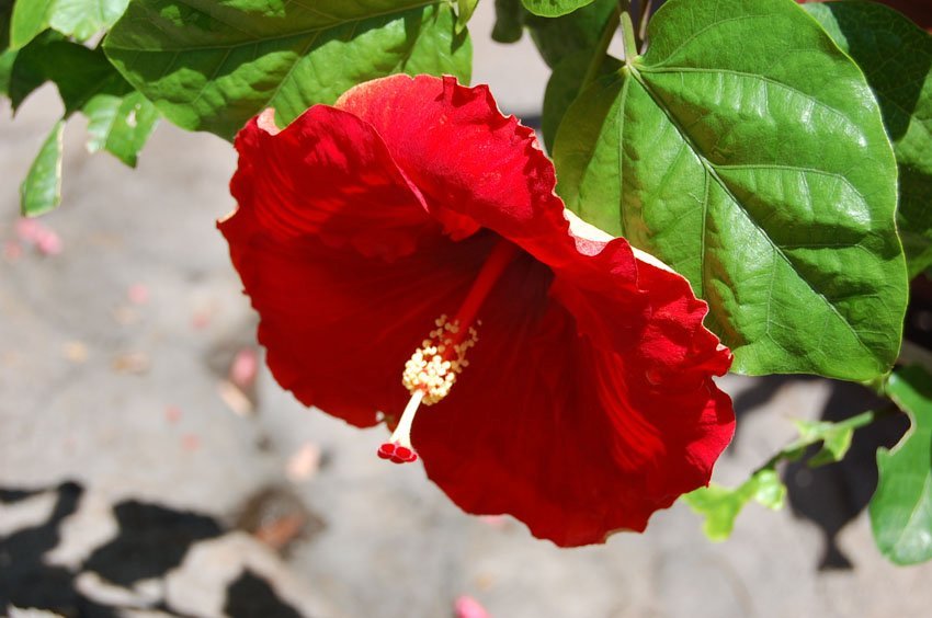 Hibiscus