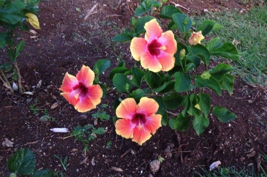 Waikiki Hibiscus