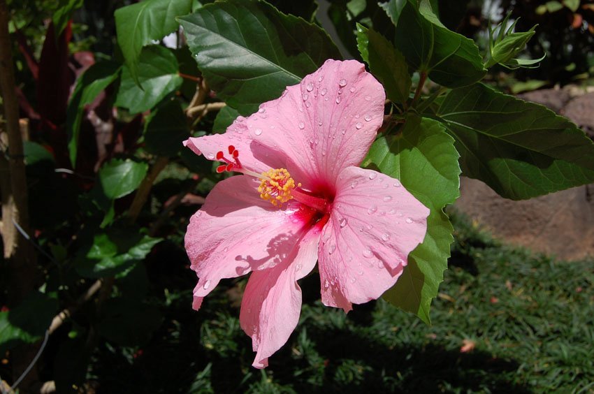 Light Pink Hibiscus