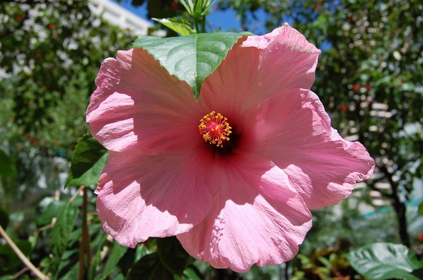 Light Pink Hibiscus