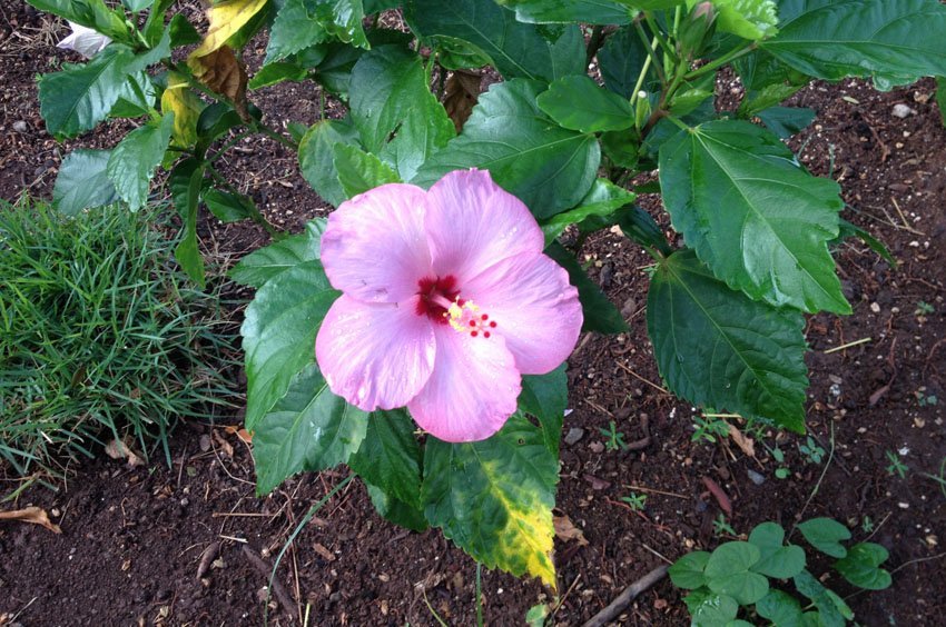 Light Purple Hibiscus