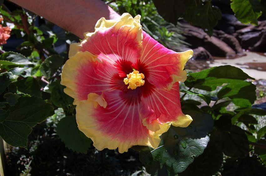 Multi-Color Hibiscus