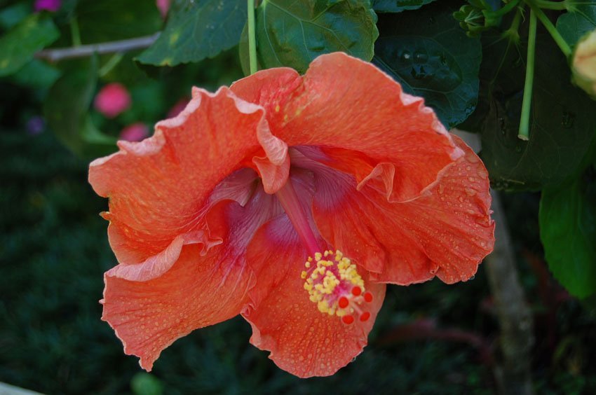 Orange Hibiscus