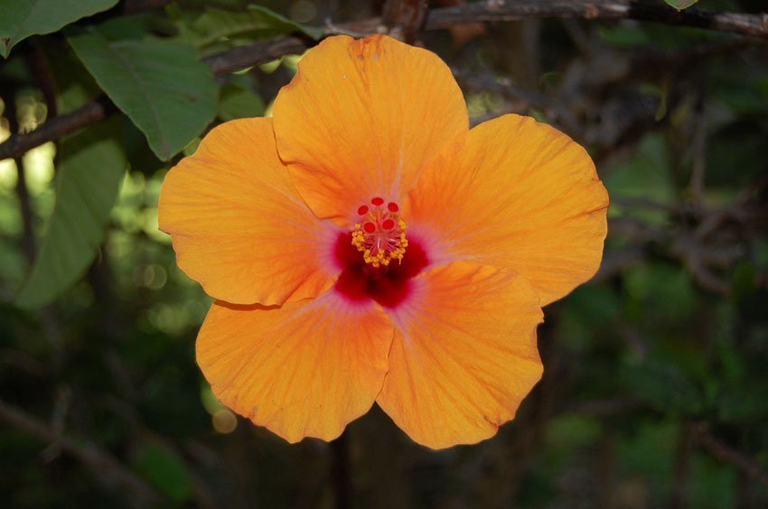 Orange Hibiscus