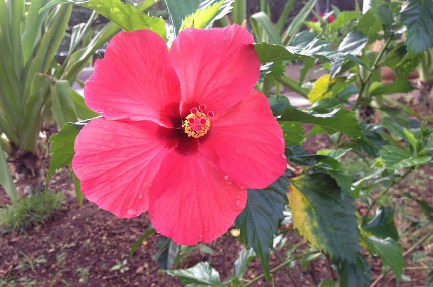 Pink and Red Hibiscus in Waikiki