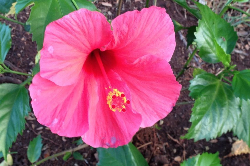 Pink Hibiscus in Waikiki