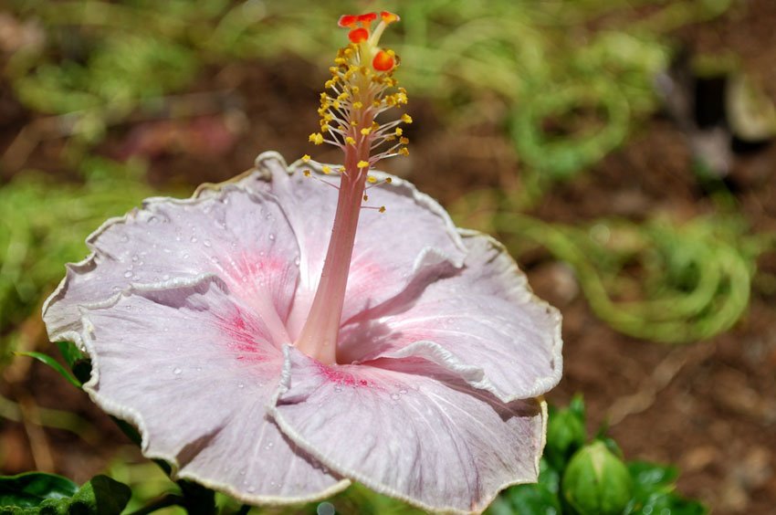 Pink Hibiscus