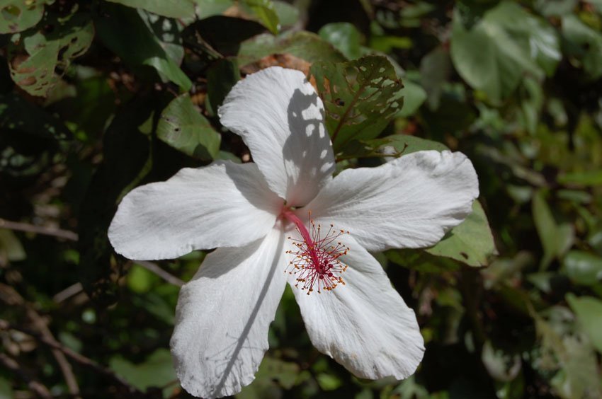 White Hibiscus