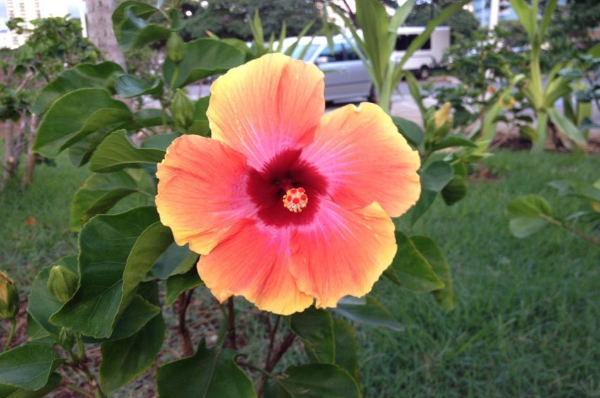 Yellow and Orange Hibiscus