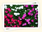 Impatiens (Impatiens wallerana)