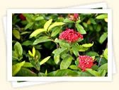 Ixora (Ixora coccinea)