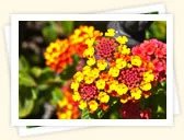 Lantana (Lantana camara)