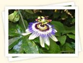 Lilikoi (Passiflora edulis)