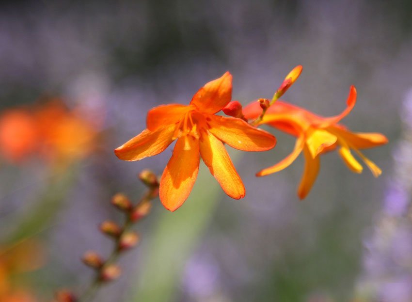 Montbretia