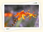 Montbretia (Crocosmia x crocosmiflora)