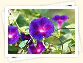 Morning Glory (Ipomoea, various names)