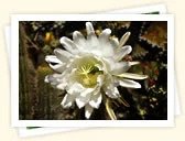 Night-blooming Cereus (Hylocereus undatus)