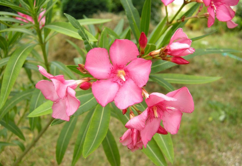 Oleander