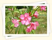 Oleander (Nerium oleander)