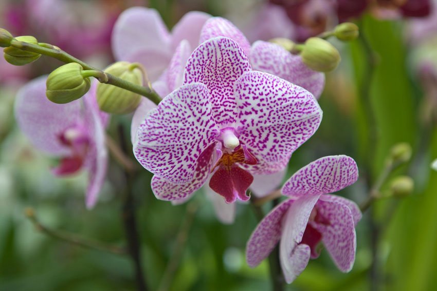 Orchid