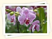 Orchid (Orchidaceae)